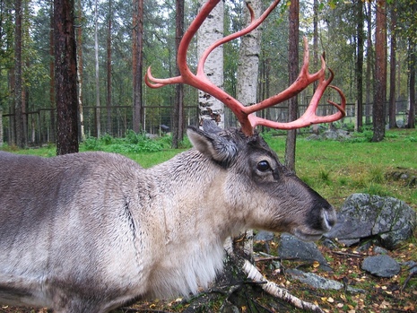 Санта приглашает: что делать в Лапландии осенью. Изображение 31