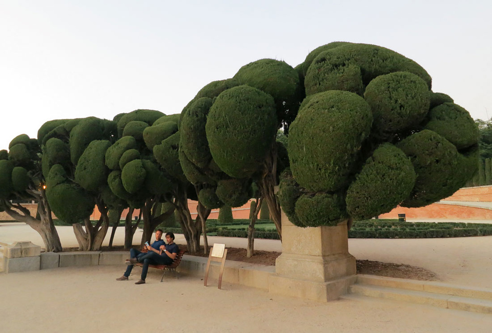 Кипарисы в парке Ретиро в Мадриде. От безумия до величия: можно ли увидеть Испанию за 10 дней. Изображение 28