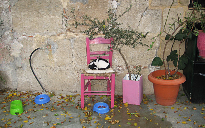 Кошка на Родосе. Раскопки и средиземноморская диета: 10 причин поехать на Родос. Изображение 3.2