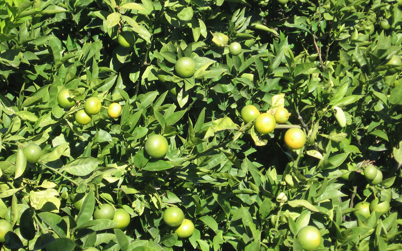 Зреющие лимоны на Родосе. Раскопки и средиземноморская диета: 10 причин поехать на Родос. Изображение 4.1