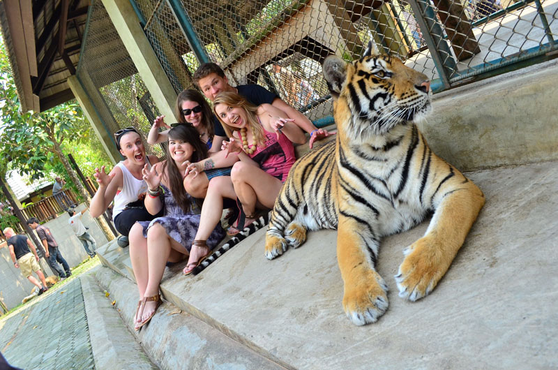 Австралийского туриста в популярном зоопарке на Пхукете чуть не съел тигр. Изображение 1