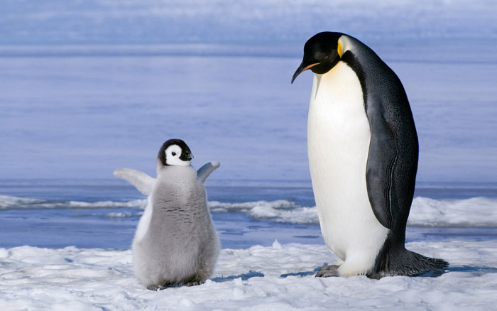 Туристов обвиняют в массовой гибели пингвинов в Антарктиде. Изображение 1
