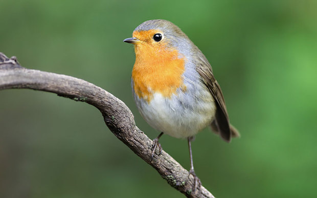 Новое мобильное приложение позволит распознавать голоса 88 видов птиц. Изображение 1.2