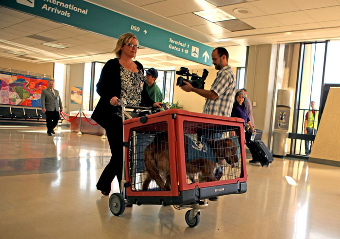 Перевозка животных в самолете. В аэропорту Нью-Йорка построят первый в мире терминал для животных. Изображение 1