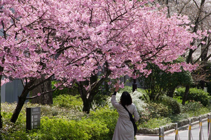 Цветение сакуры в Киото, Япония. Россияне перестали приезжать в Японию на цветение сакуры. Изображение 1