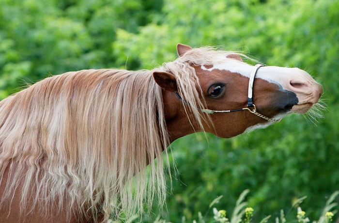Пони, лошадь. В британском графстве Сомерсет пони-сладкоежки атакуют туристов. Изображение 1
