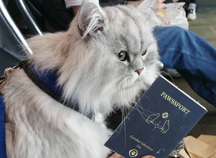Кот-путешественник по кличке Гэндальф стал звездой Instagram. Изображение 1.1