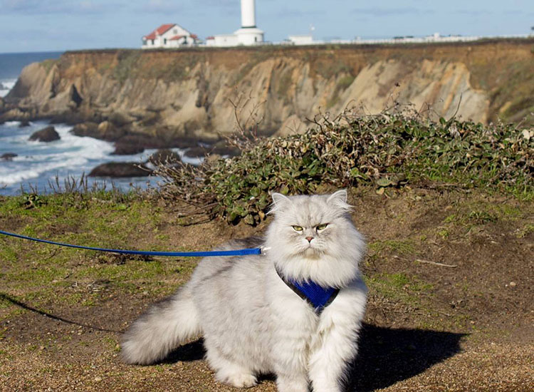 Кот-путешественник по кличке Гэндальф стал звездой Instagram. Изображение 1.8