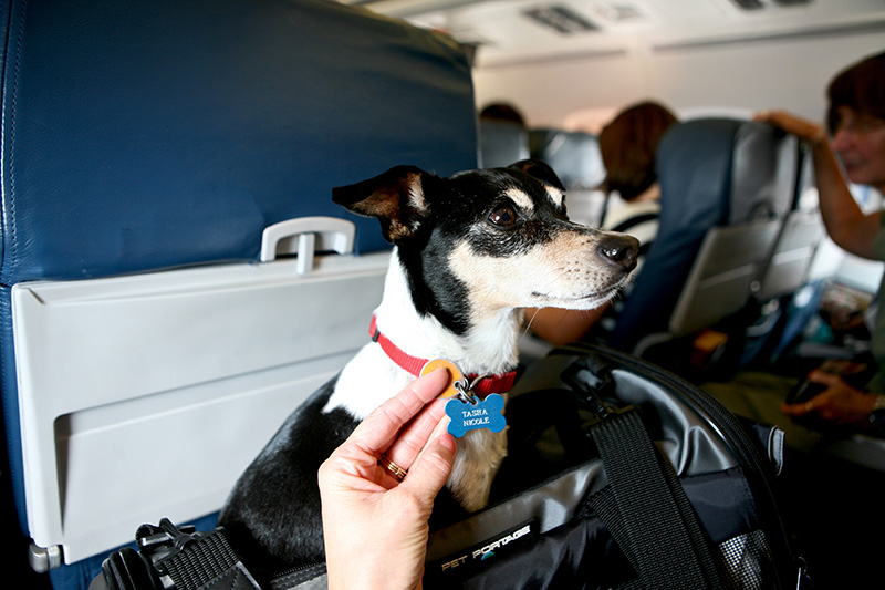 Собака в самолете, перевозка животных. «Аэрофлот» вчетверо увеличил стоимость провоза домашних животных. Изображение 1