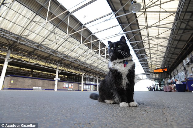 В Британии на железнодорожной станции работает кошка-контролер. Изображение 1.6
