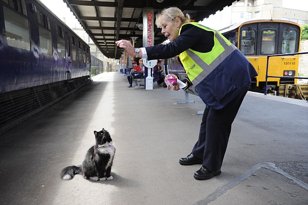 В Британии на железнодорожной станции работает кошка-контролер. Изображение 1.1