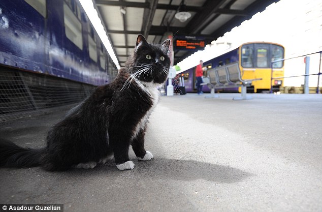 В Британии на железнодорожной станции работает кошка-контролер. Изображение 1.5