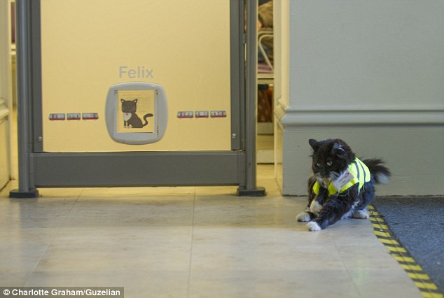 В Британии на железнодорожной станции работает кошка-контролер. Изображение 1.4