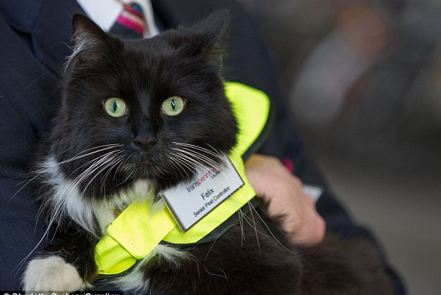 В Британии на железнодорожной станции работает кошка-контролер. Изображение 1.3