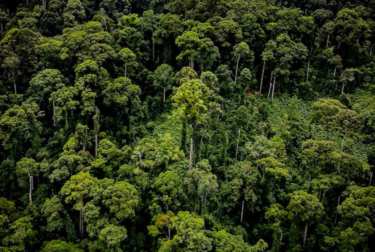 Самое высокое тропическое дерево в мире. Борнео, Малайзия. В Малайзии обнаружили самое высокое на планете тропическое дерево. Изображение 1