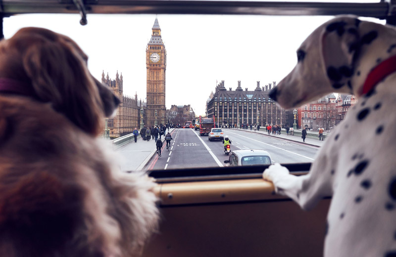 В Лондоне впервые провели серию экскурсий для собак и их хозяев. Изображение 1.3