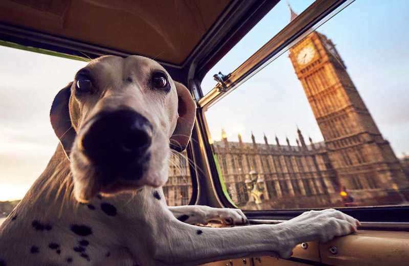 В Лондоне впервые провели серию экскурсий для собак и их хозяев. Изображение 1.1